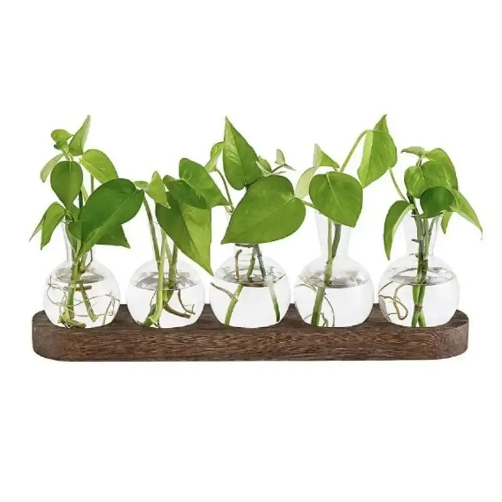 Modern Glass Propagation Vase with Wood Stand
