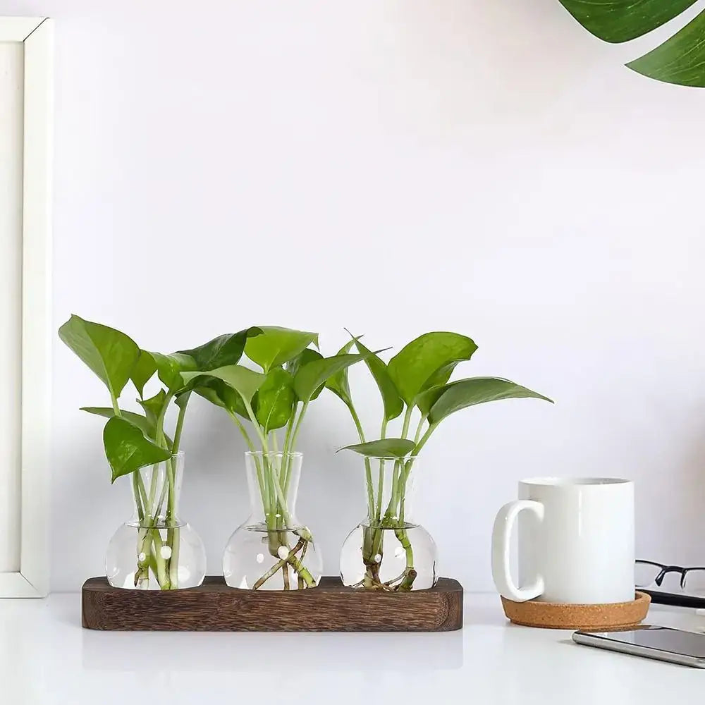 Modern Glass Propagation Vase with Wood Stand