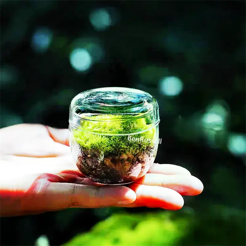 Clear Glass Moss Terrarium with Fitted Lid