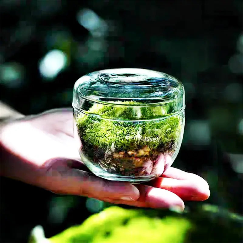 Clear Glass Moss Terrarium with Fitted Lid