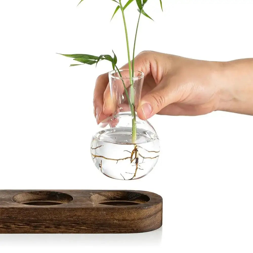 Modern Glass Propagation Vase with Wood Stand