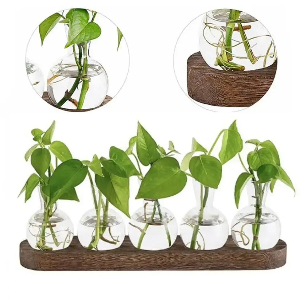 Modern Glass Propagation Vase with Wood Stand