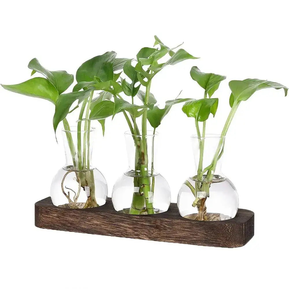 Modern Glass Propagation Vase with Wood Stand