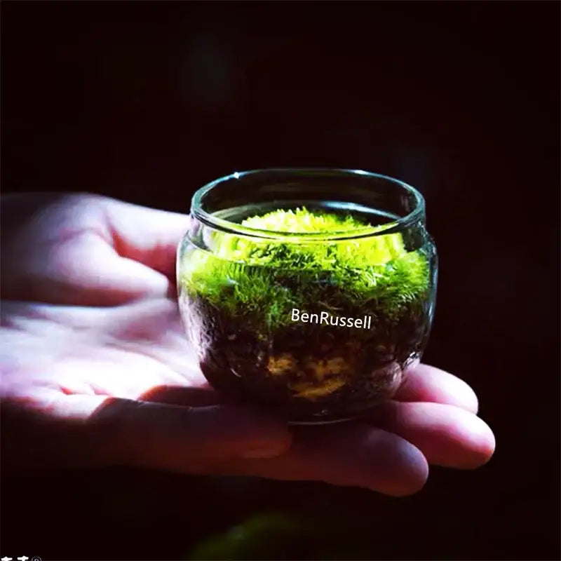 Clear Glass Moss Terrarium with Fitted Lid