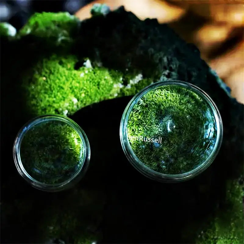 Clear Glass Moss Terrarium with Fitted Lid