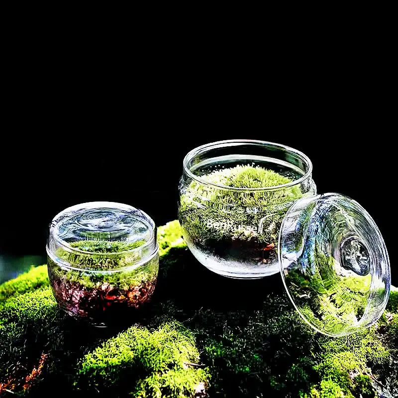 Clear Glass Moss Terrarium with Fitted Lid
